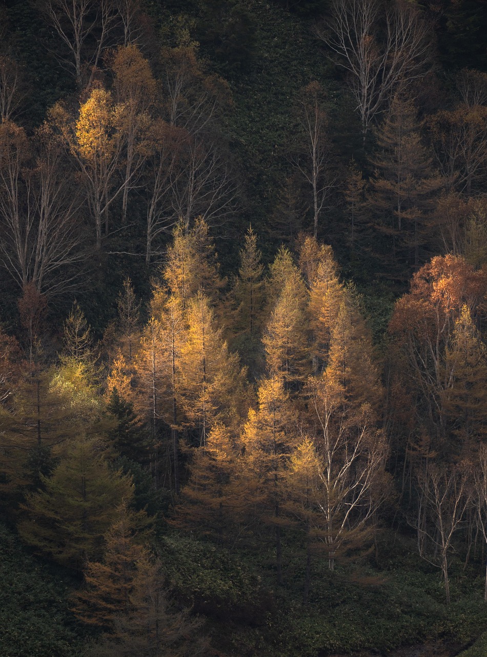 trees, forest, sunset, nature, sunrise, landscape